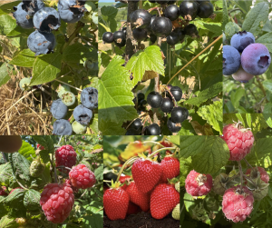 Mixed seasonal organic berries