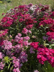 Fantastic flowers